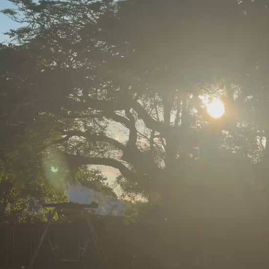 Sunset through trees in a backyard setting showcasing outdoor lifestyle for Glass Wholefoods Mosquito Balm