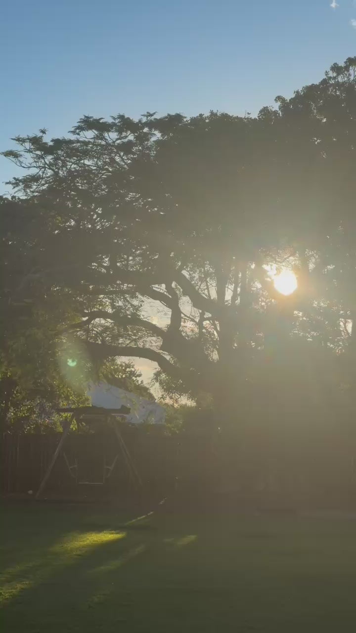 Sunset through trees in a backyard setting showcasing outdoor lifestyle for Glass Wholefoods Mosquito Balm
